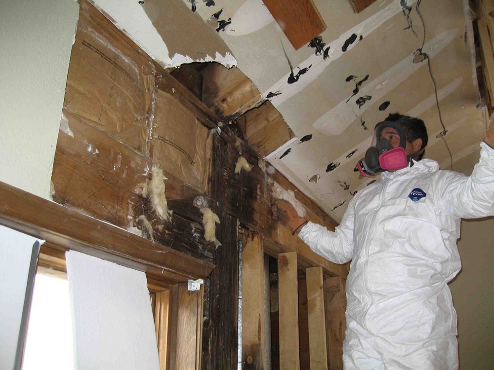 Termites Removal Termites Removal