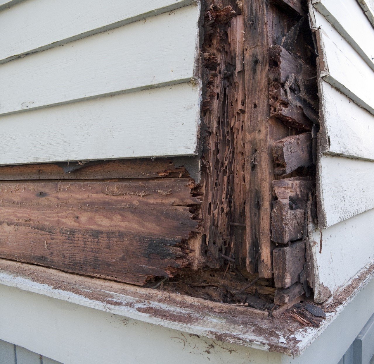 Termite-Damaged Wood Termite-Damaged Wood