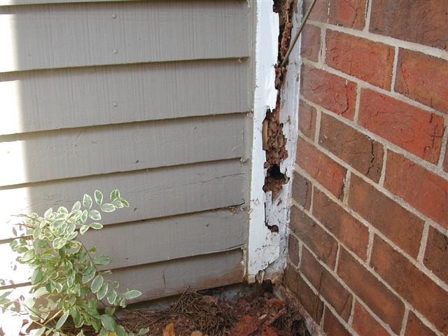 Termite Damage Termite Damage