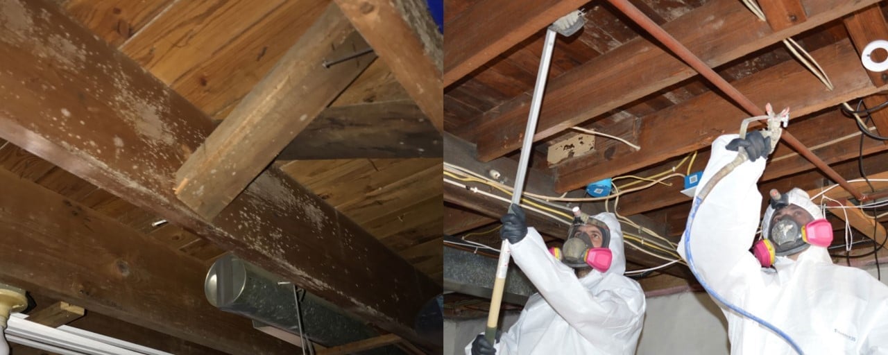 Termites Removal Termites Removal