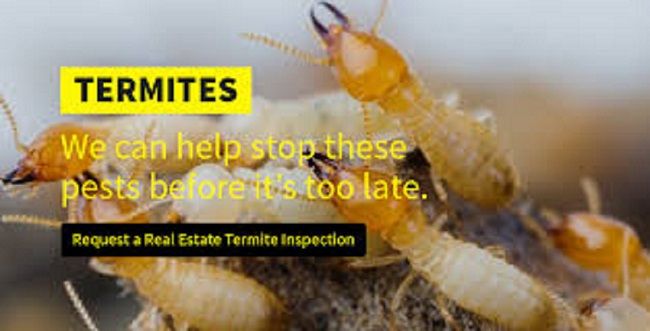 Termites Advertisement Termites Advertisement