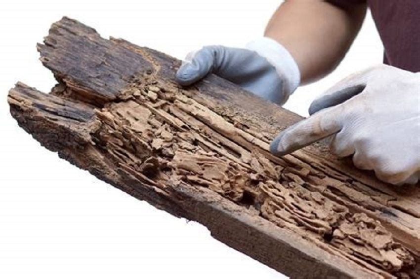 A Man Pointing Out Termite Damage A Man Pointing Out Termite Damage