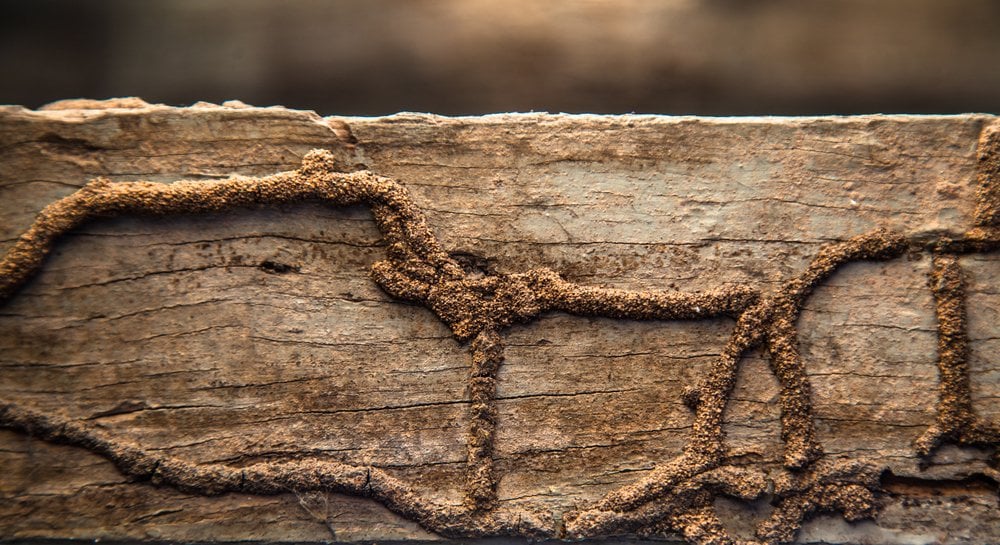 Termite-Damaged Wood Termite-Damaged Wood